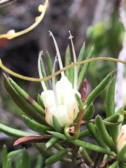 Darwinia grandiflora