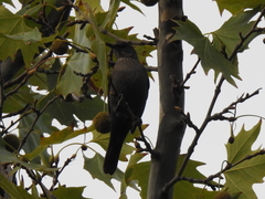 Turdus merula
