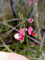 Sphaerolobium rostratum