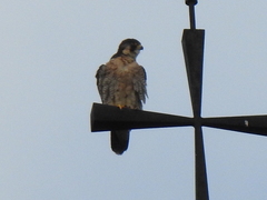 Falco peregrinus brookei