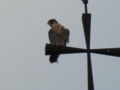 Falco peregrinus brookei