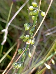 Sphaerolobium rostratum