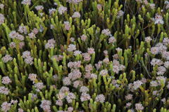 Sorocephalus lanatus