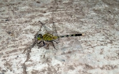 Diplacodes trivialis