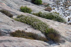 Sorocephalus lanatus