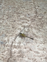 Diplacodes trivialis