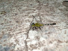 Diplacodes trivialis