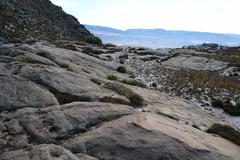 Sorocephalus lanatus