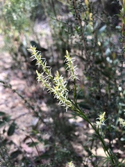 Symphionema paludosum