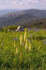 Pedicularis proboscidea