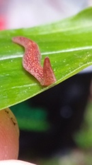 Australopacifica spectabilis