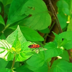 Oncopeltus nigriceps