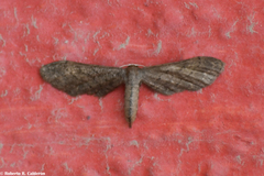 Protoproutia laredoata