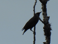 Sturnus unicolor