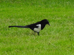 Pica pica