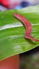 Australopacifica spectabilis