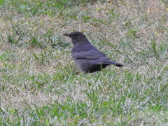 Turdus merula