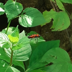 Oncopeltus nigriceps