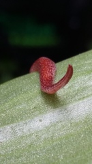 Australopacifica spectabilis