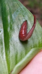 Australopacifica spectabilis