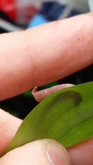 Australopacifica spectabilis