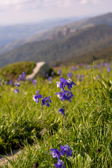 Aquilegia jucunda
