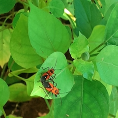 Oncopeltus nigriceps