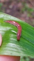 Australopacifica spectabilis