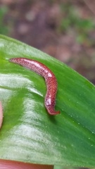 Australopacifica spectabilis