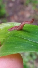 Australopacifica spectabilis