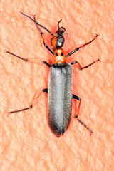 Lydomorphus bisignatus