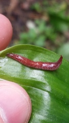 Australopacifica spectabilis