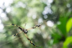 Trichonephila clavipes