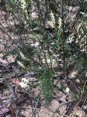 Symphionema paludosum