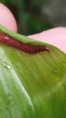 Australopacifica spectabilis