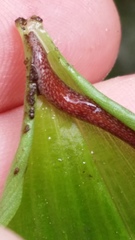 Australopacifica spectabilis