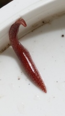 Australopacifica spectabilis