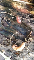 Australopacifica spectabilis