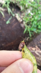 Australopacifica spectabilis