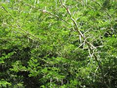 Vachellia kosiensis
