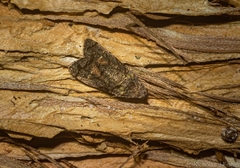 Copromorpha lichenitis