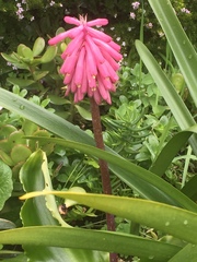 Veltheimia