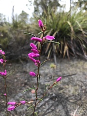 Boronia nematophylla