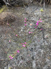 Boronia nematophylla