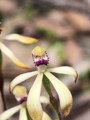 Caladenia testacea