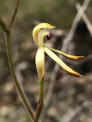 Caladenia testacea