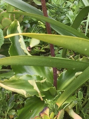 Veltheimia