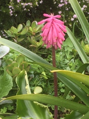 Veltheimia