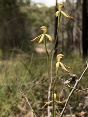 Caladenia testacea