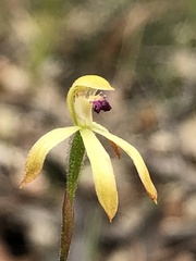 Caladenia testacea